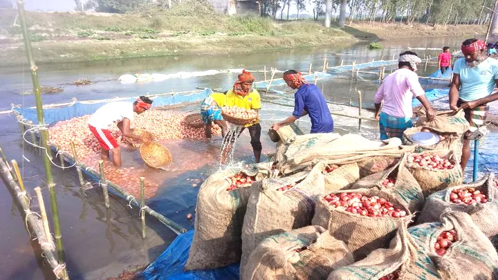 ফুলবাড়ীতে বস্তা সংকটে পড়ে যাচ্ছে আলুর দাম